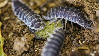 What Do Isopods Eat