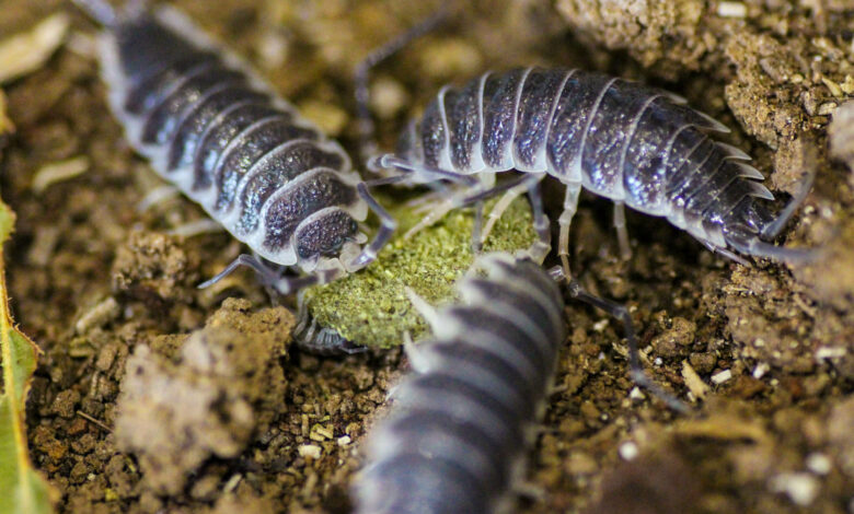 What Do Isopods Eat