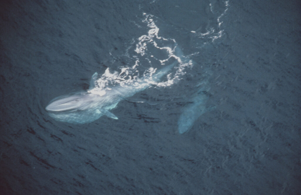 How Long Can Whales Hold Their Breath: Unveiling the Ocean's Incredible