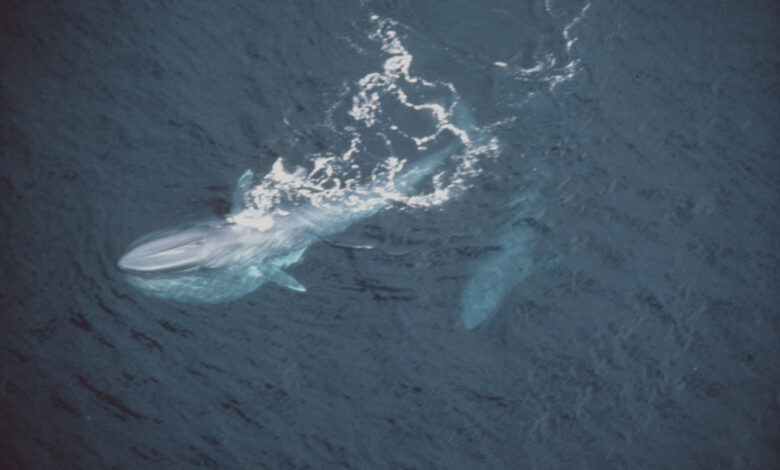 How Long Can Whales Hold Their Breath: Unveiling the Ocean's Incredible