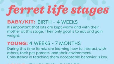 How Long Do Ferrets Live
