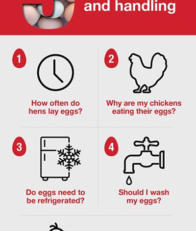 How Long Do Fresh Eggs Last