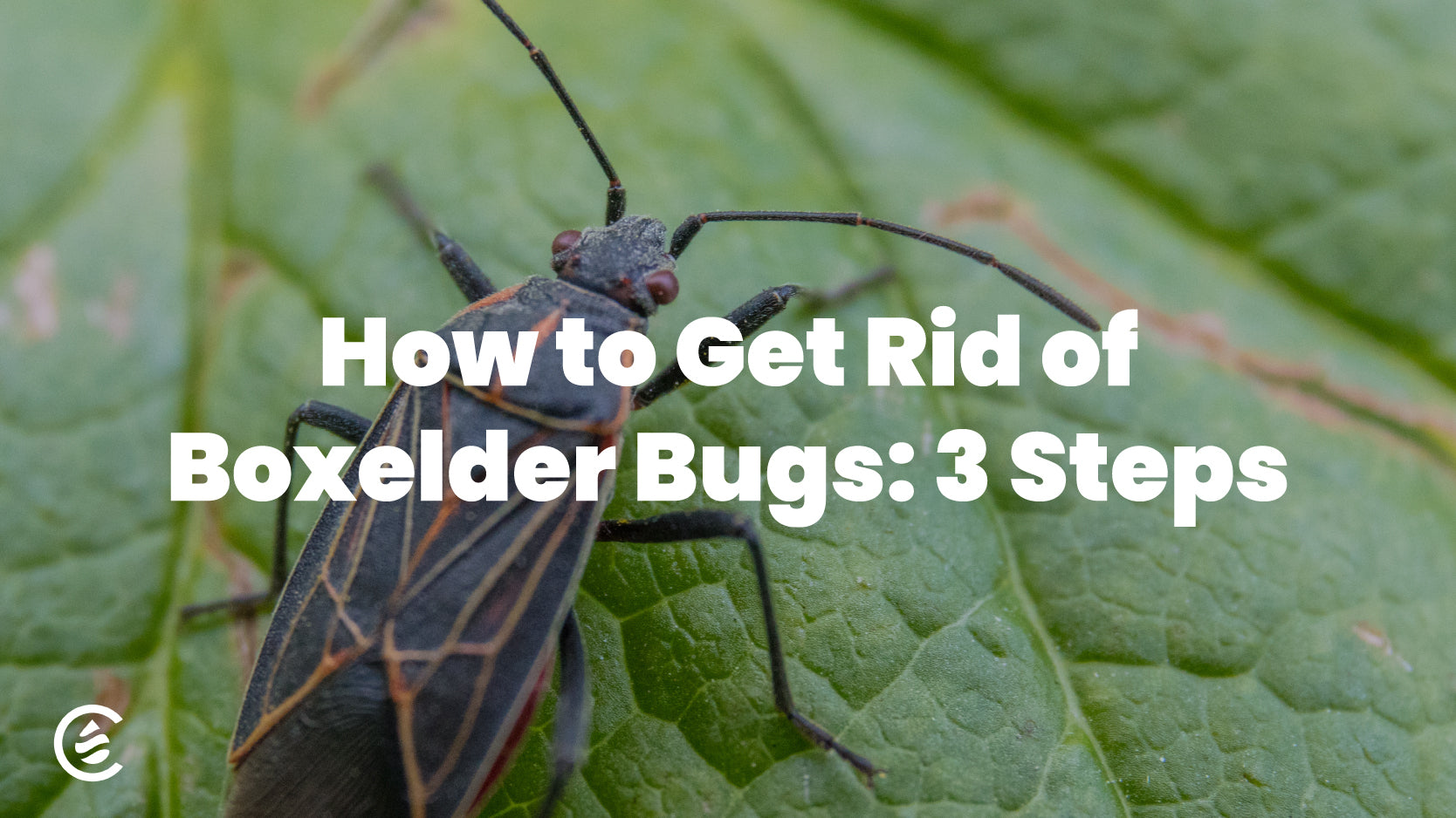 How to Get Rid of Boxelder Bugs: Proven Solutions