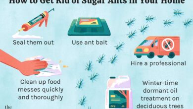 How to Get Rid of Sugar Ants