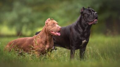 Cane Corso Pitbull