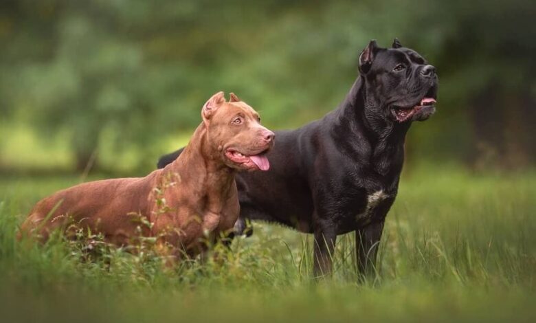 Cane Corso Pitbull