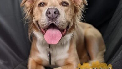 Long Haired Pitbull