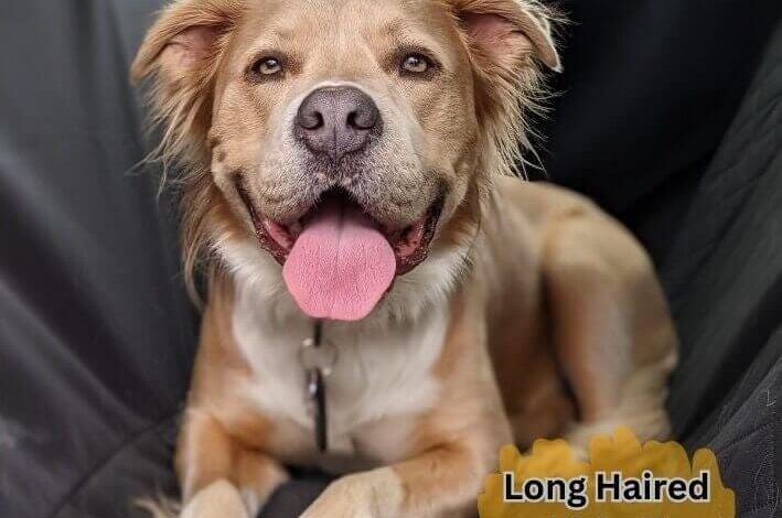 Long Haired Pitbull