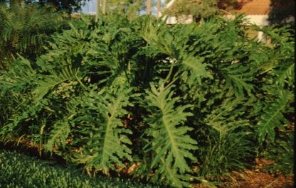 Philodendron Selloum