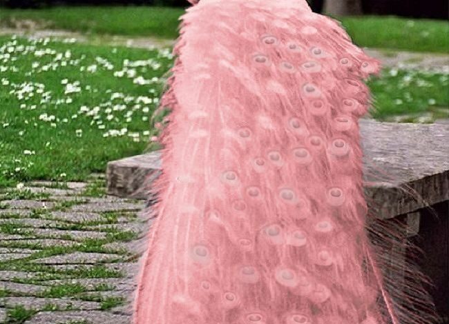 Pink Peacock