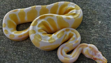 Yellow And White Snake