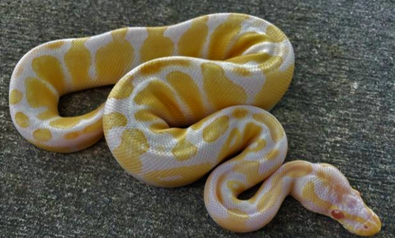 Yellow And White Snake