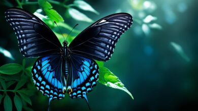 black butterfly symbolism