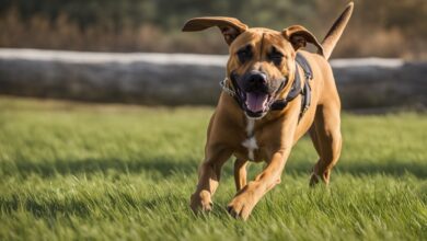 black mouth cur pitbull mix